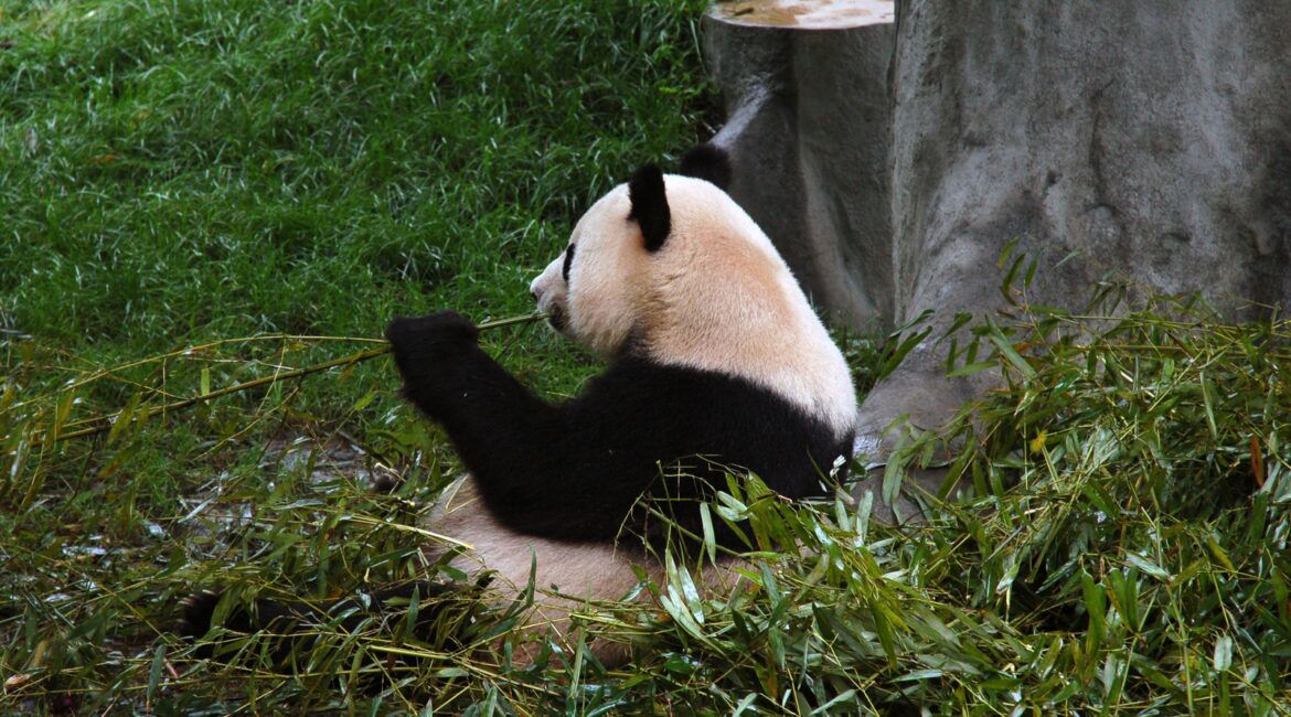 Do Pandas Eat Meat: Myth or Fact | Hedge The Book